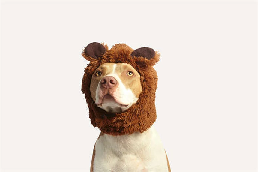 犬の心を壊す9つの行動と今すぐやめるべき理由