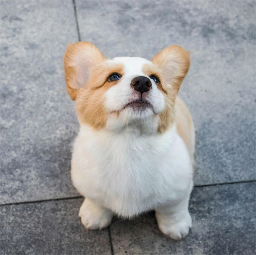 パルボウイルス回復犬の譲渡後に気をつけること