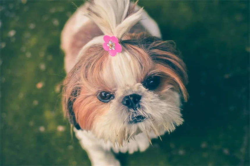 犬のボルデテラワクチン、本当に必要？効果や副作用を獣医師が徹底解説