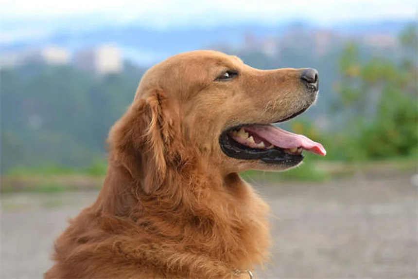 犬の手信号トレーニング実践法と効果