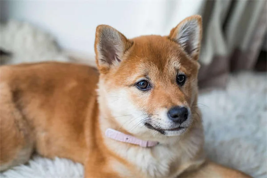 愛犬の学校再開後、分離不安と退屈の見分け方と対策とは？