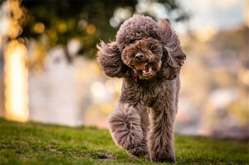 犬は恐怖を嗅ぎ分けられる？科学と体験でわかった真実