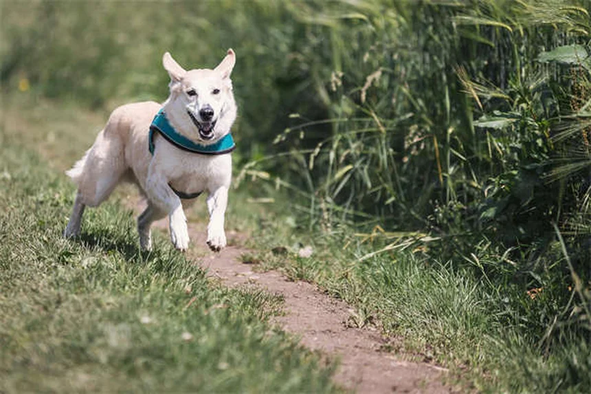 犬は恐怖を嗅ぎ分けられる？科学と体験でわかった真実