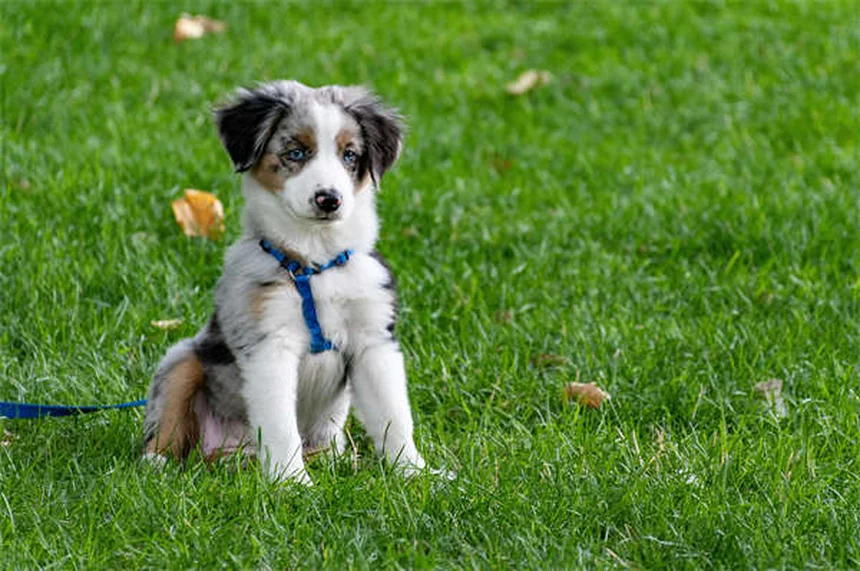 犬がうんちのあとに足を蹴る理由：知っておくべき3つのポイント