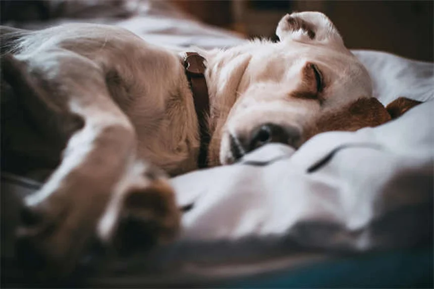犬がうんちのあとに足を蹴る理由：知っておくべき3つのポイント