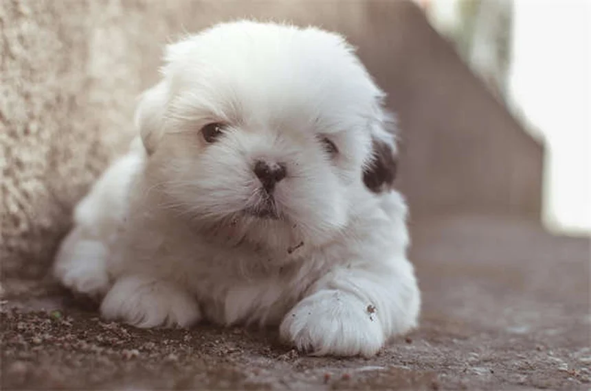 犬がうんちのあとに足を蹴る理由：知っておくべき3つのポイント
