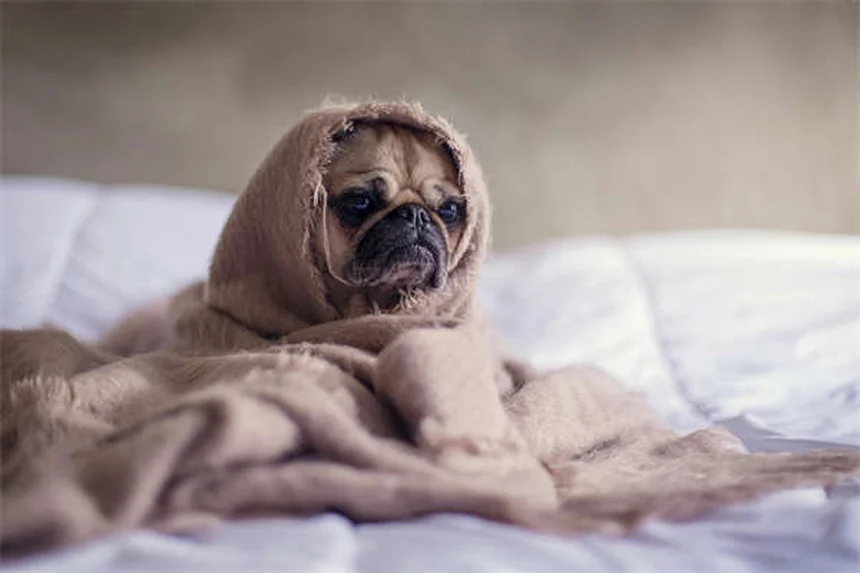 狩猟で愛犬を守る7つのポイント – 経験者による安全対策とチェックリスト
