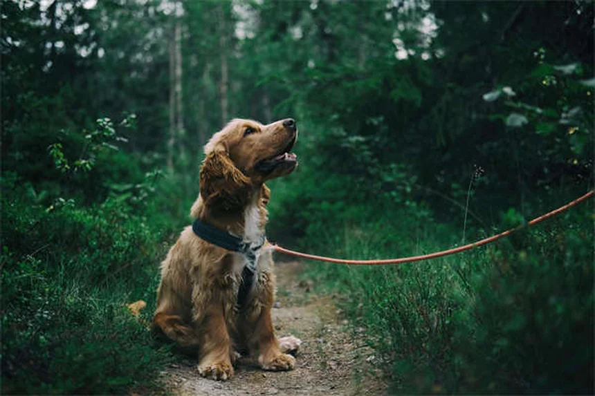 子犬がうんちを食べる原因と正しい対処法｜やめさせたいあなたへ