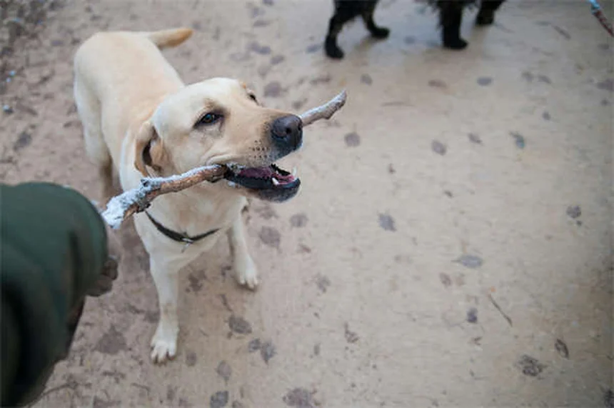 子犬がうんちを食べる原因と正しい対処法｜やめさせたいあなたへ