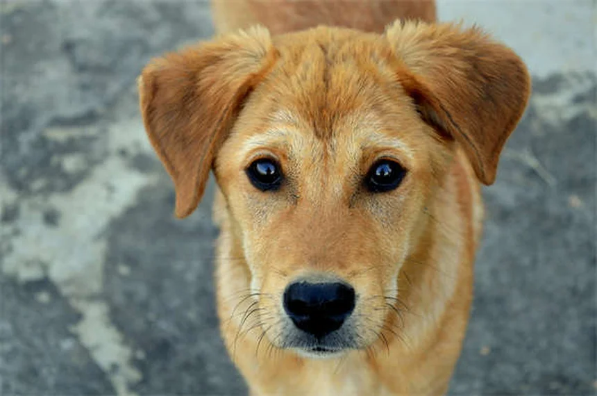 犬のてんかんに溴化钾を使う飼い主が解説！副作用・注意点・成功のコツ