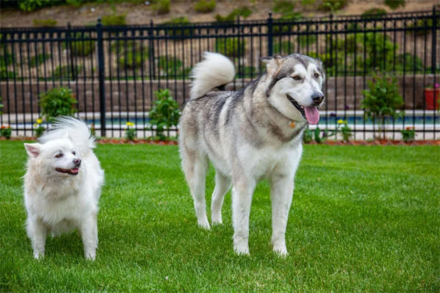 犬のてんかんに溴化钾を使う飼い主が解説！副作用・注意点・成功のコツ