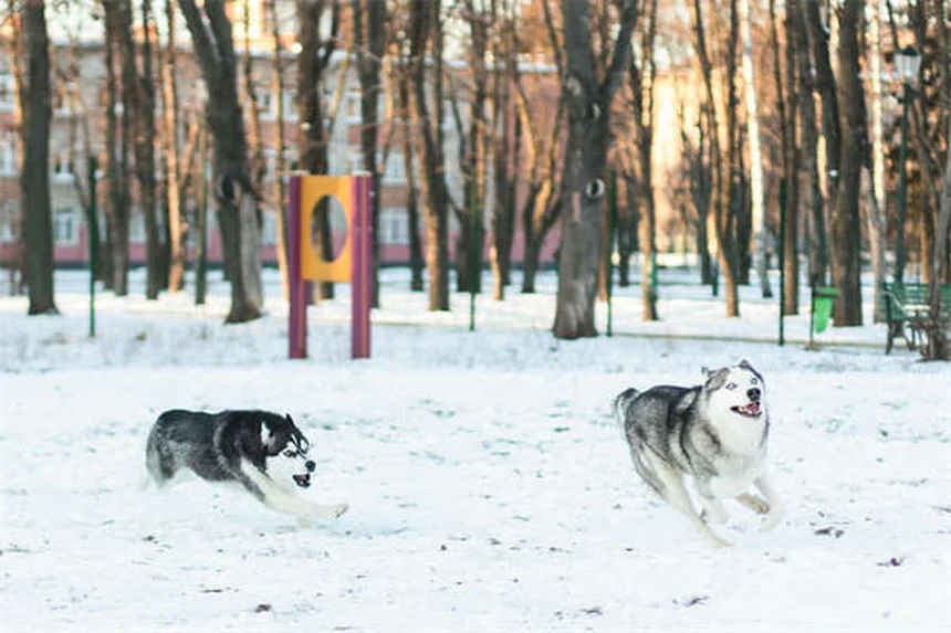 犬の日焼け対策：うちの犬を守る実践ステップと注意点