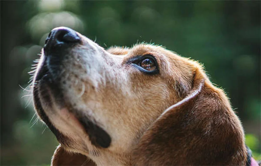 犬の日焼け対策：うちの犬を守る実践ステップと注意点