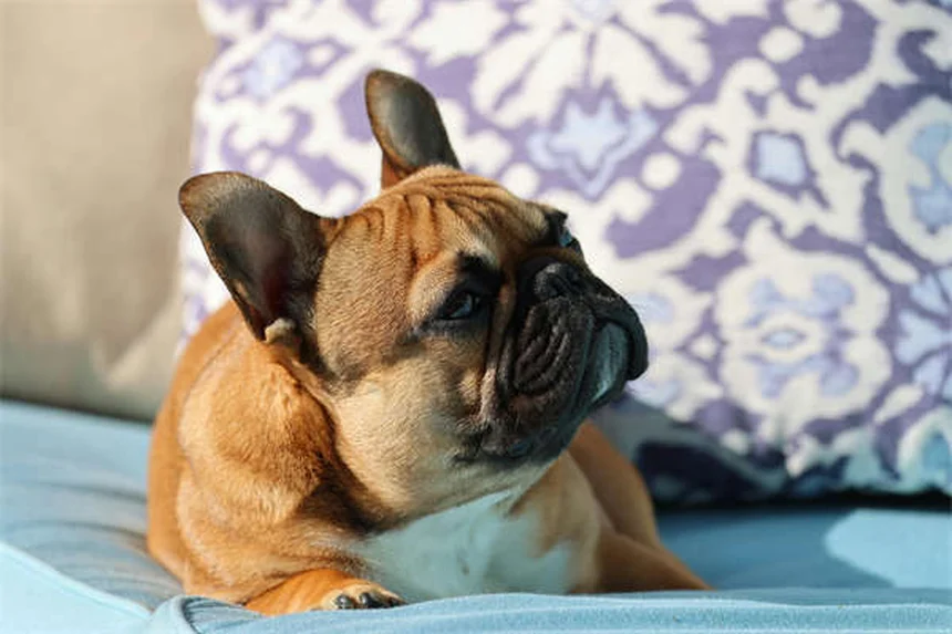 犬の日焼け対策：うちの犬を守る実践ステップと注意点