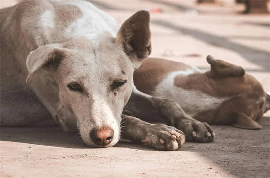 無毛犬のケア完全ガイド：4犬種を徹底比較