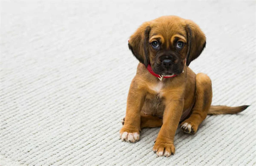 メクリジンの犬・猫への正しい使い方と副作用を獣医師が解説