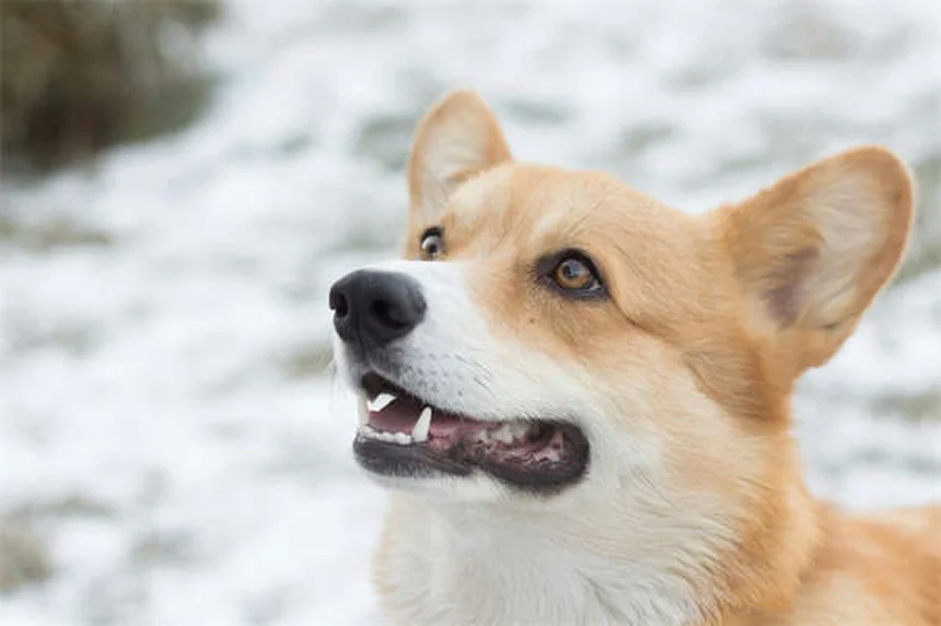 犬の足の洗い方7選！今日からできる簡単ケア術