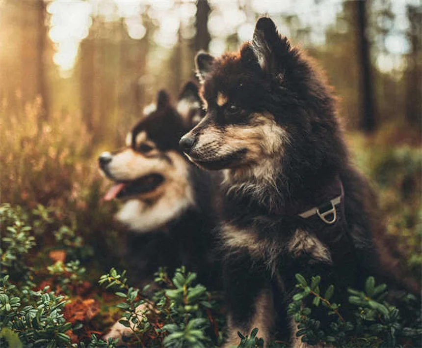 犬の足の洗い方7選！今日からできる簡単ケア術