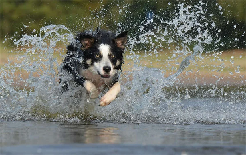 犬の足の洗い方7選！今日からできる簡単ケア術