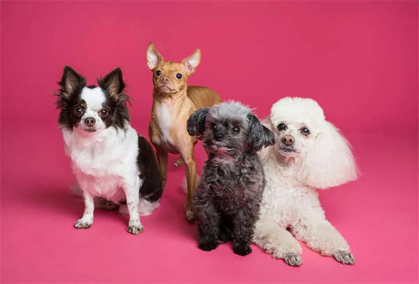 犬に日焼け止めは本当に必要？知っておくべき3つのポイント