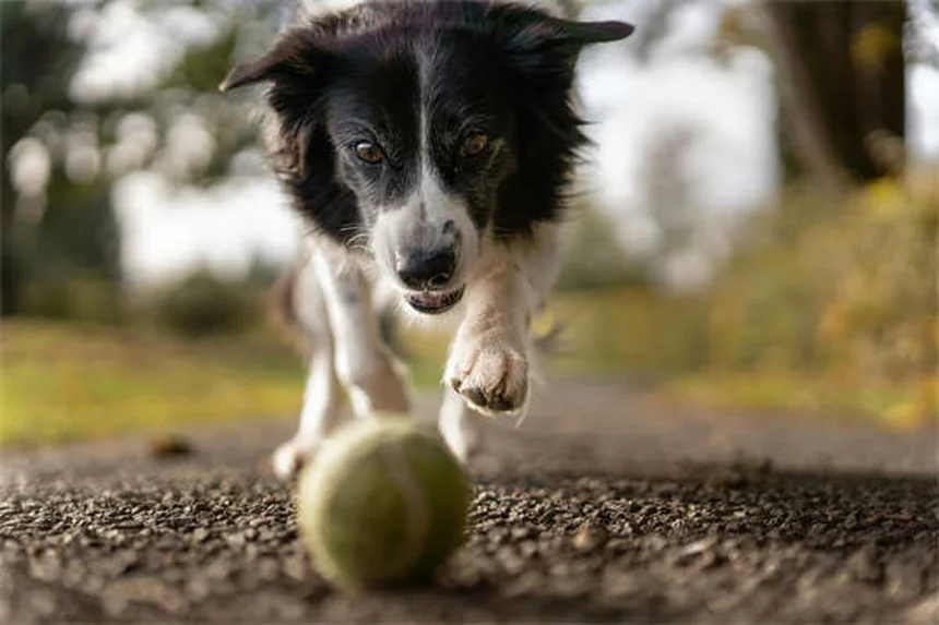 犬に果物を与える前に知っておきたい！果核の危険性と正しい取り扱い方