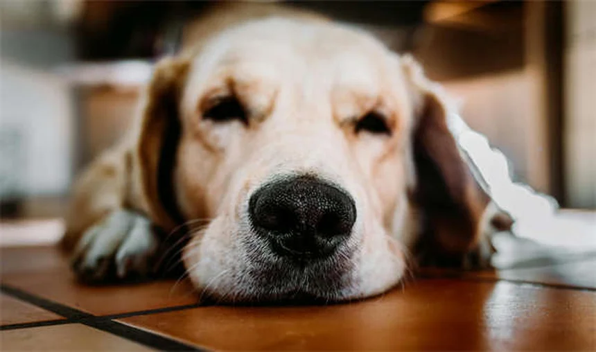 Dogaって本当に効果ある？自宅で簡単5分から始める3つのポーズとコツ