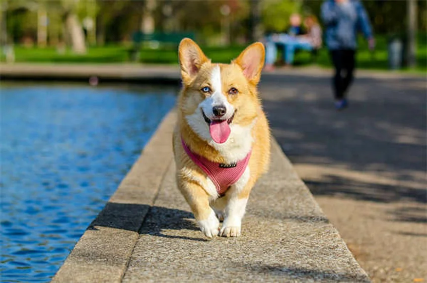 犬の目は白黒じゃない！青と黄色しか見えないけど夜は人間の5倍見える