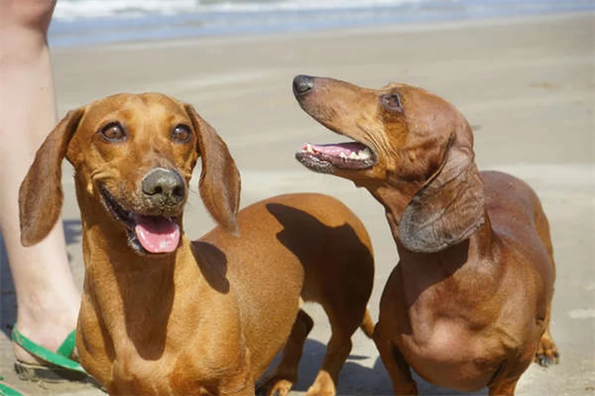 犬の目は白黒じゃない！青と黄色しか見えないけど夜は人間の5倍見える