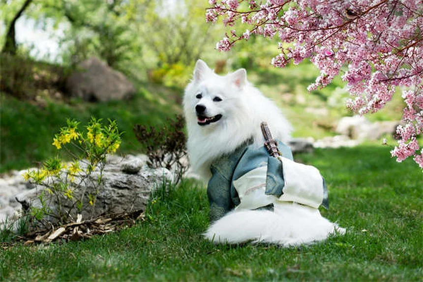 愛犬との旅行を快適にする3つのルールと準備のポイント
