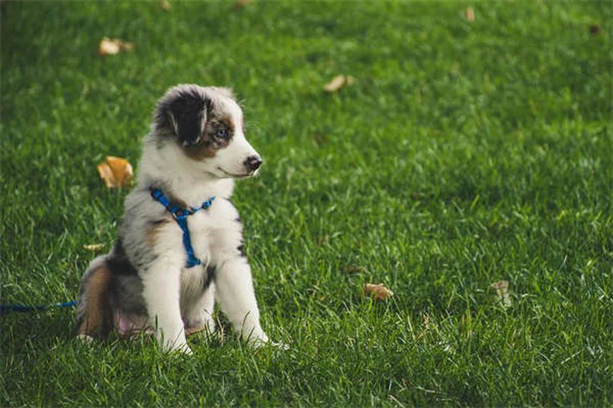 【獣医師解説】テオフィリンってどんなお薬？犬・猫の呼吸を楽にする効果と副作用