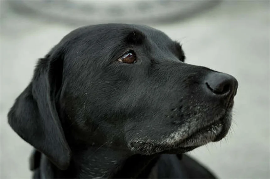 【獣医師解説】テオフィリンってどんなお薬？犬・猫の呼吸を楽にする効果と副作用
