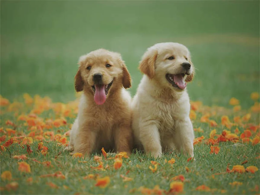 犬の乗り物酔いに効くメクリジン｜正しい使い方と副作用の注意点